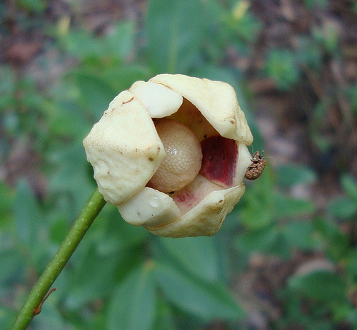 آنونا کورنیفولیا